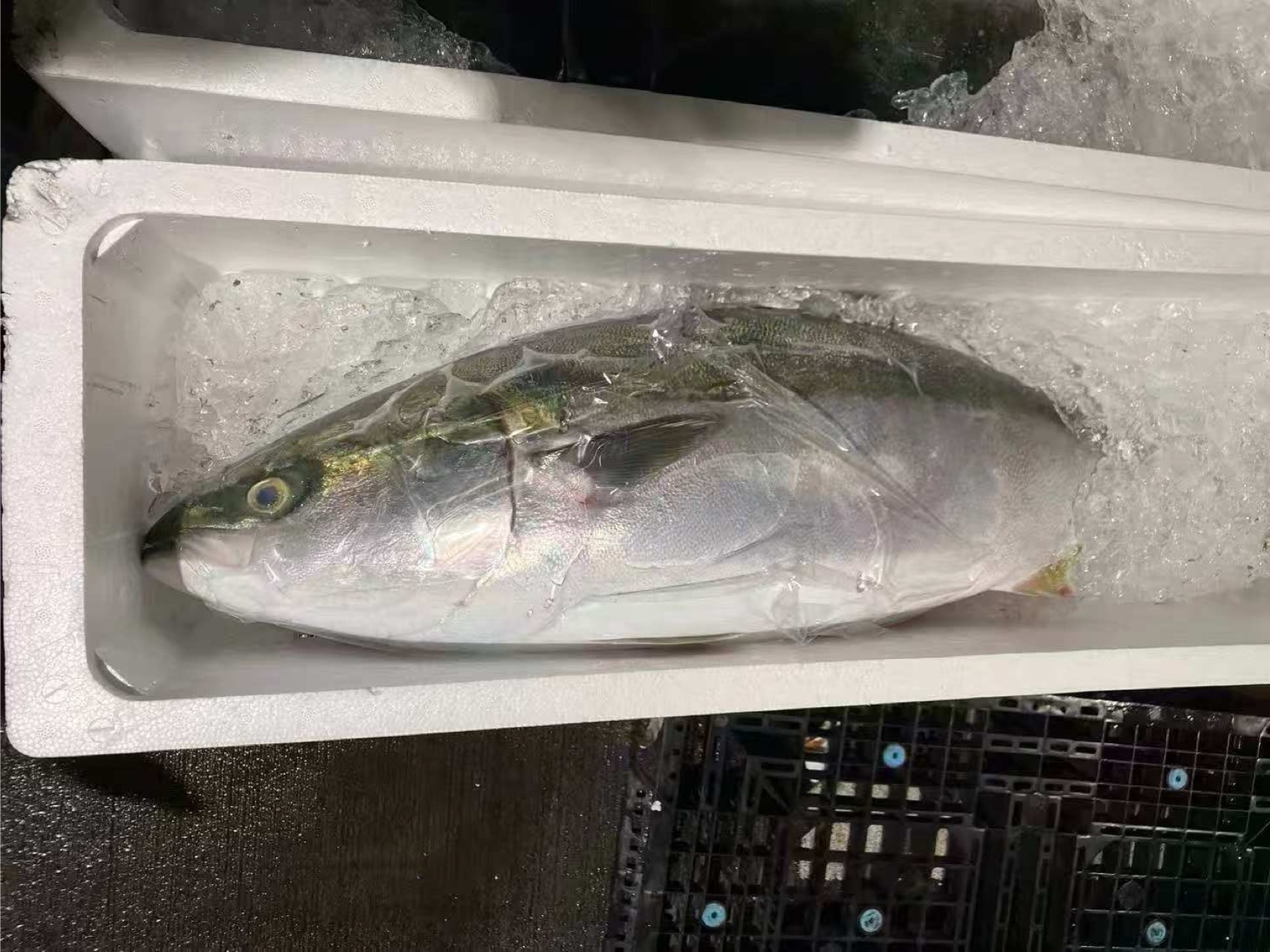 鱼头朝左、置于泡沫箱冰上的整条鰤鱼